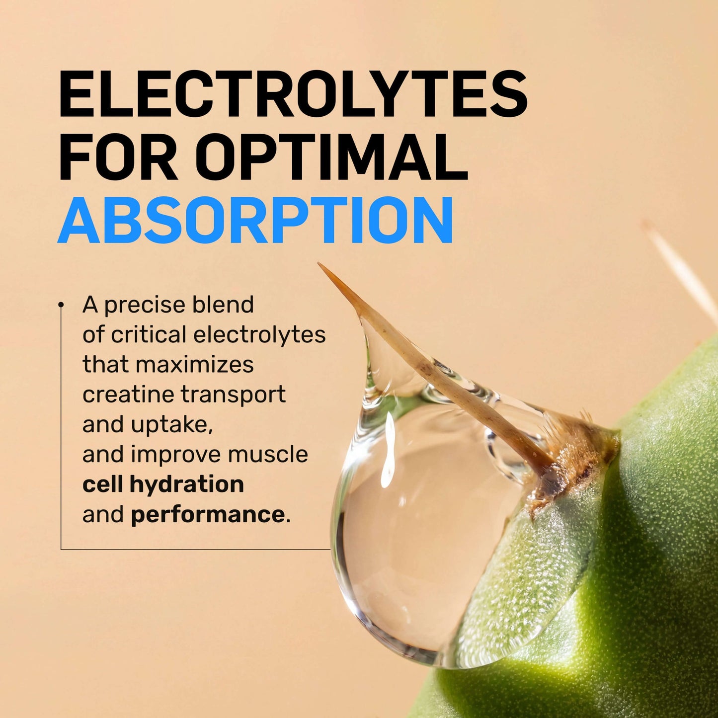Creatine HCl Powder - Unflavored for Straightforward Workout Nutrition